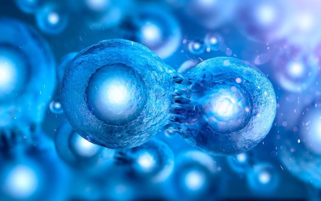 The Current State of Australians Treatment Options Using Stem Cells for Regenerative Therapy: A Review